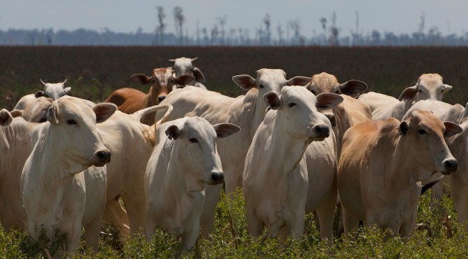 Norte: no rabo da fila